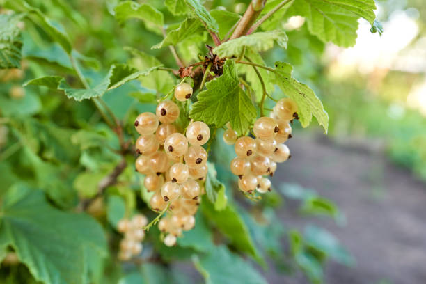 White currant berries grow on a bush with green leaves. Bunches of berries in the sun, close-up White currant berries grow on a bush with green leaves. Bunches of berries in the sun, close-up currant stock pictures, royalty-free photos & images