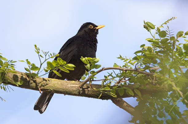 istock Common black bird, Turdus merula, singing on a perch 1185867230