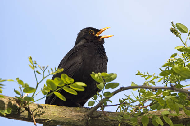 istock Common black bird, Turdus merula, singing on a perch 1185867254