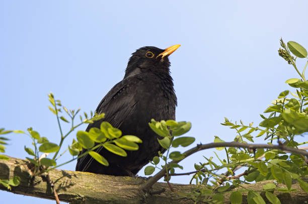 istock Common black bird, Turdus merula, singing on a perch 1185867294