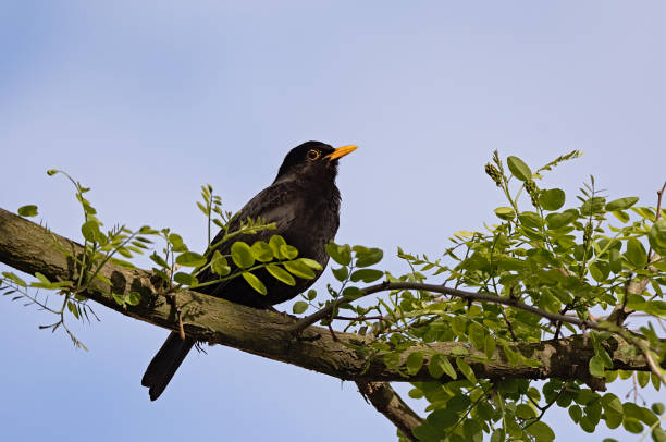 istock Common black bird, Turdus merula, singing on a perch 1185867362
