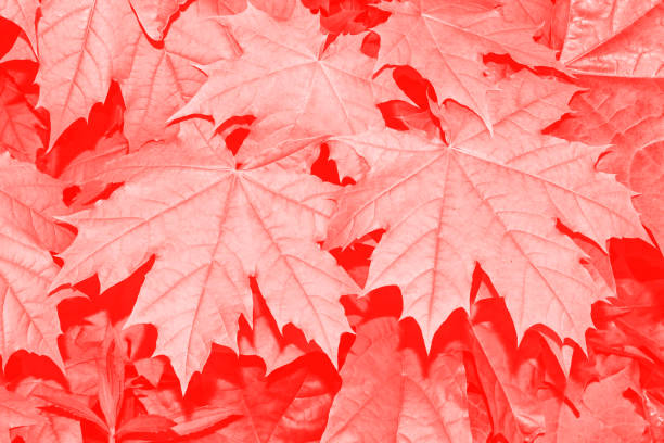 istock autumn landscape with bright colorful leaves 1185868920