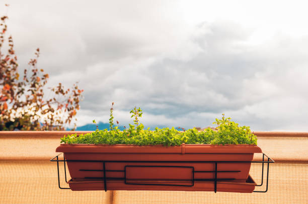 Bright and cozy balcony with potted green plants