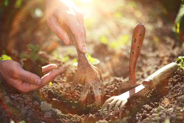 istock Small sprout for landing in the ground in hands 1185869657