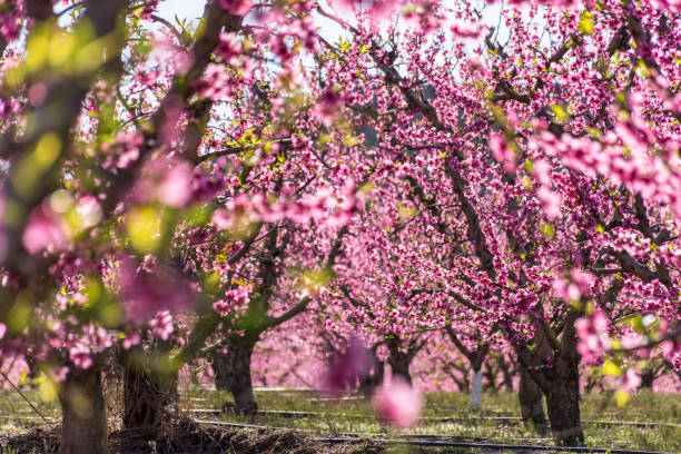 View of pink peach trees field in blossom on natural background in Torres de Segre and Alcarras. stock photo