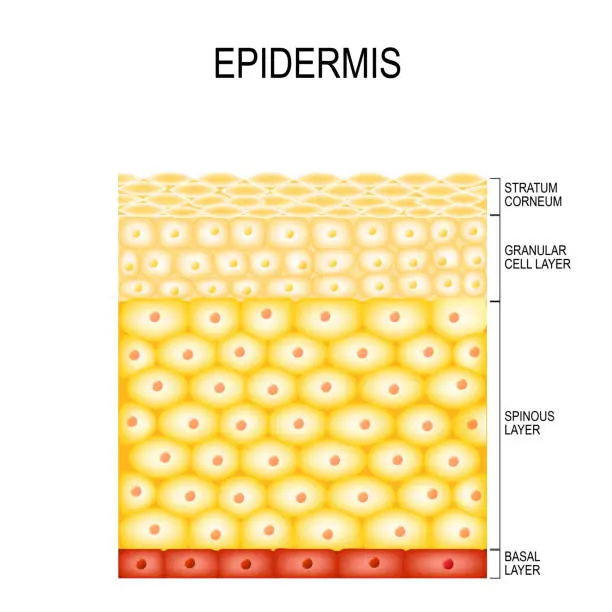 Vector illustration of Skin Cells and Structure Layers of epidermis