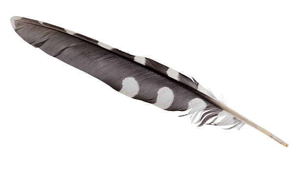 istock Feather of bird 118587159