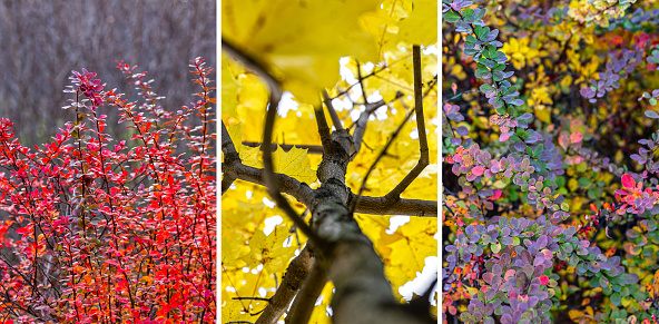 autumn triptych, multi-colored bright palette