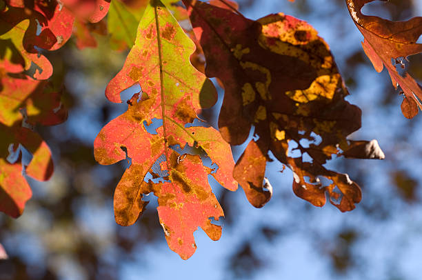 Autumn Leaves stock photo