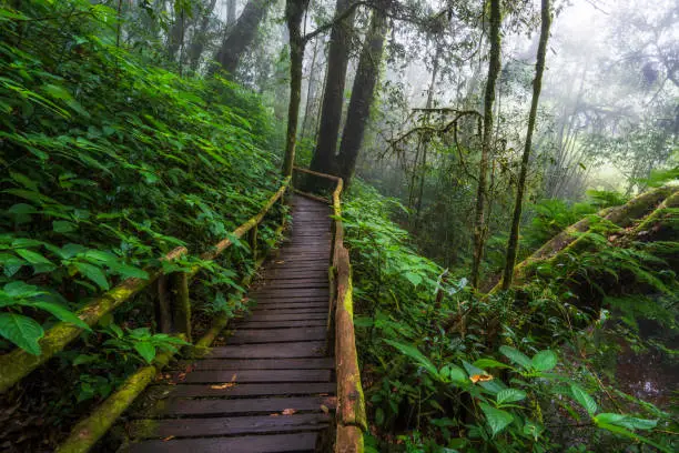 Wooden bridge in Mossy Highlands Tropical Rain Forest in Ang Ka Luang Nature Trail at Doi Inthanon National park, Chiangmai, Thailand