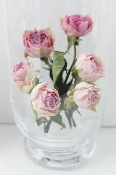 Dry vintage roses in vase, styled photography.