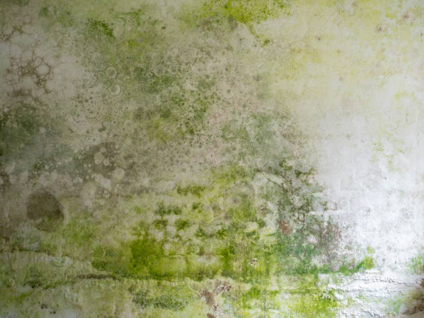 istock Green mould bacteria on a white wall background texture template 1185874290