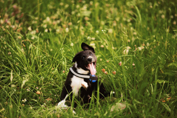 protezione dalle allergie ai cuccioli - cute animal purebred dog brown foto e immagini stock