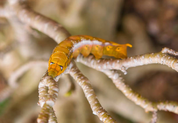 Close-up of big brown caterpillar.The larva of a butterfly or moth Close-up of big brown caterpillar.The larva of a butterfly or moth oleander hawk moth stock pictures, royalty-free photos & images