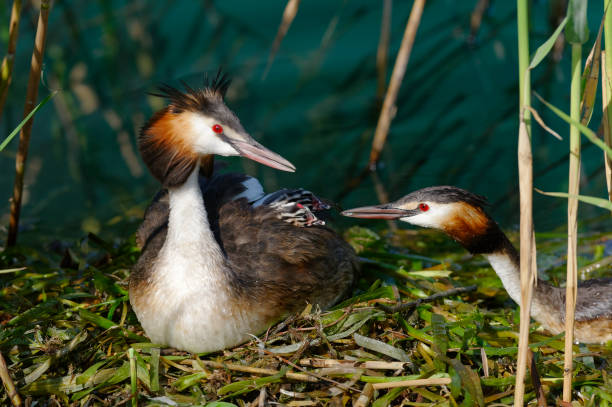 istock couple of great crested grebe with chick (Podiceps cristatus) 1185874830