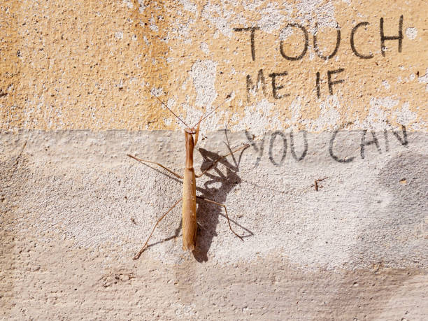 Squeamish about insects: \