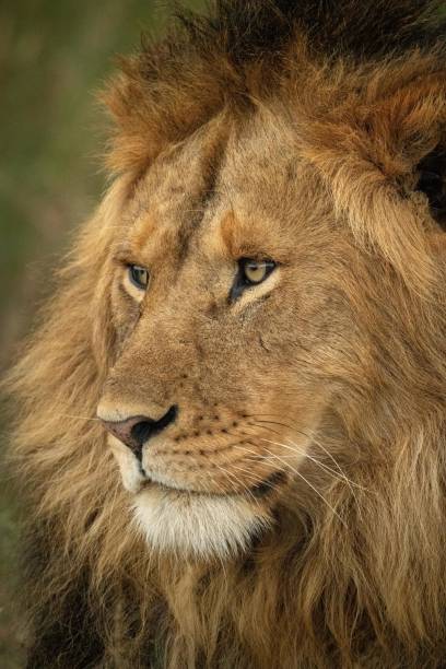istock Close-up of male lion head facing left 1185876507