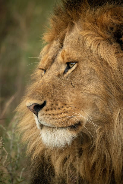 istock Close-up of male lion face facing left 1185876552
