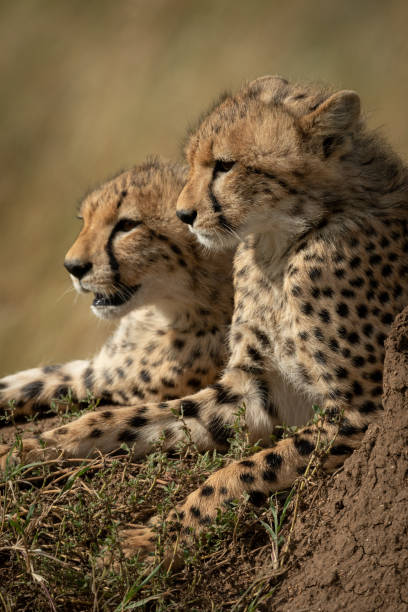 istock Close-up of two cheetah cubs lying together 1185877390