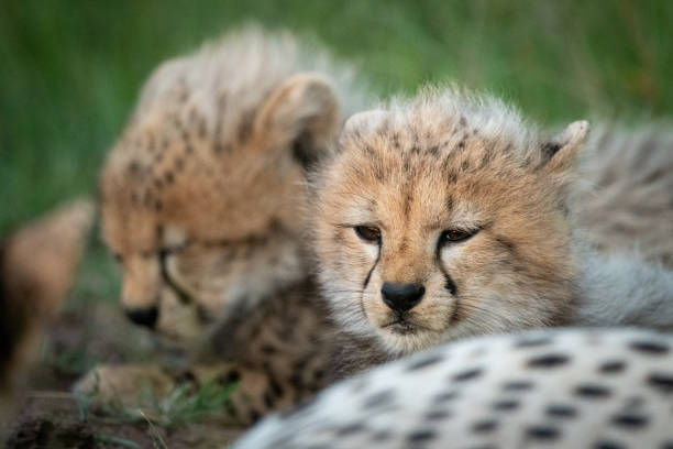 istock Close-up of two cubs lying with cheetah 1185877508