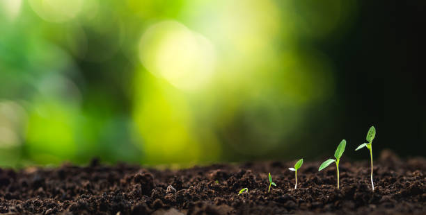 istock Tree Growth In nature And beautiful lighting - 1185878000