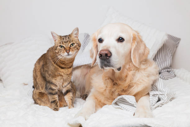 Happy young golden retriever dog and cute mixed breed tabby cat under cozy  plaid. Animals warms under gray and white blanket in cold winter weather. Friendship of pets. Pets care concept. Happy young golden retriever dog and cute mixed breed tabby cat under cozy  plaid. Animals warms under gray and white blanket in cold winter weather. Friendship of pets. Pets care concept. warms stock pictures, royalty-free photos & images