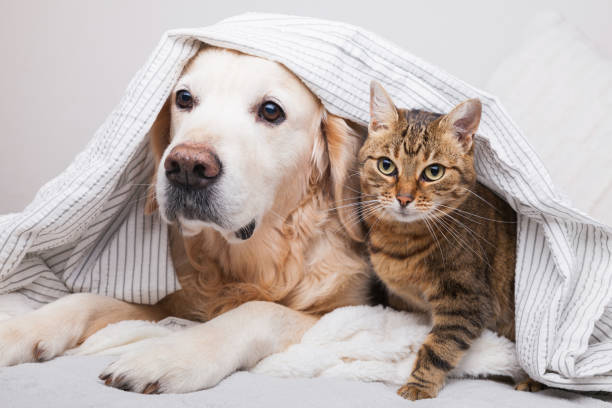 Happy young golden retriever dog and cute mixed breed tabby cat under cozy  plaid. Animals warms under gray and white blanket in cold winter weather. Friendship of pets. Pets care concept. Happy young golden retriever dog and cute mixed breed tabby cat under cozy  plaid. Animals warms under gray and white blanket in cold winter weather. Friendship of pets. Pets care concept. warms stock pictures, royalty-free photos & images