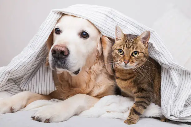 Photo of Happy young golden retriever dog and cute mixed breed tabby cat under cozy  plaid. Animals warms under gray and white blanket in cold winter weather. Friendship of pets. Pets care concept.