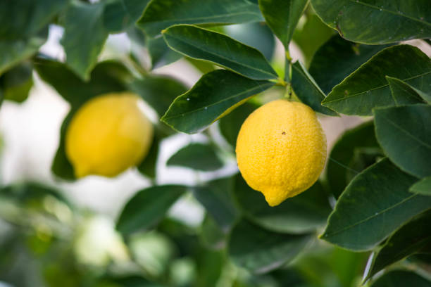 istock Lemon plant with fruit 1185878321