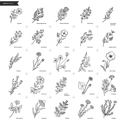 Field flowers and herbs hand drawn collection. Botanical trendy design elements for prints, patterns, posters and decoration needs. Volume 1 of 2. Vector vintage illustration.