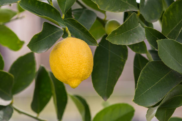 Lemon plant with fruit.La Pampa Argentina
