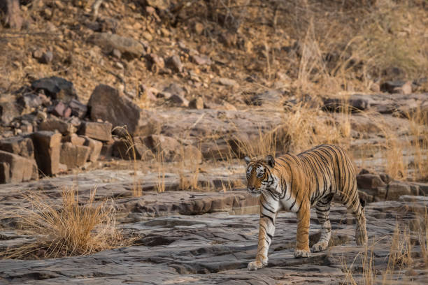 Wild bengal tigress or panthera tigris on evening stroll for territory marking head on and tail up looking at camera on hill rocks terrain at summer safari in dry deciduous forest of Ranthambore National Park or tiger reserve, Rajasthan, India tigresa de bengala salvaje o pantera tigris en paseo nocturno para territorio que marca la cabeza y cola mirando la cámara en el terreno de rocas de la colina en el safari de verano en el bosque caducifolio seco del parque nacional ranthambore o reserva d