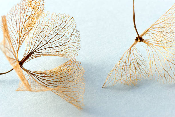 Macro of hortensia skeleton flowers