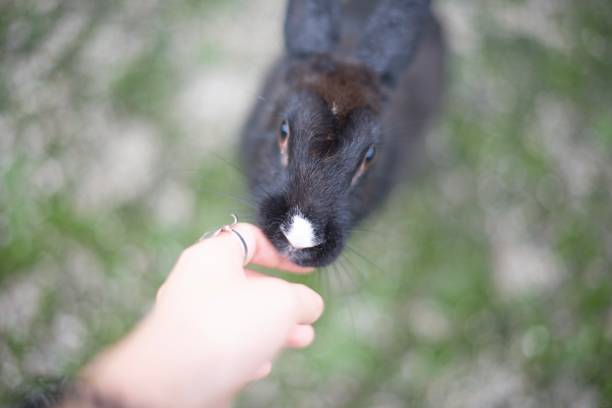 istock Rabbits on Okunoshima “Rabbit” Island 1185881784