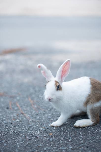 istock Rabbits on Okunoshima “Rabbit” Island 1185881795