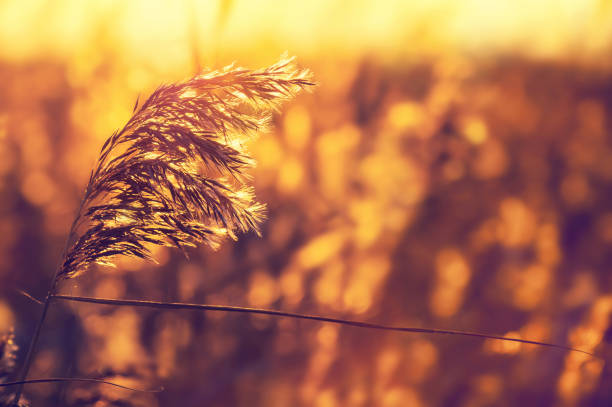 istock Reed plant in the sunlight 1185882227
