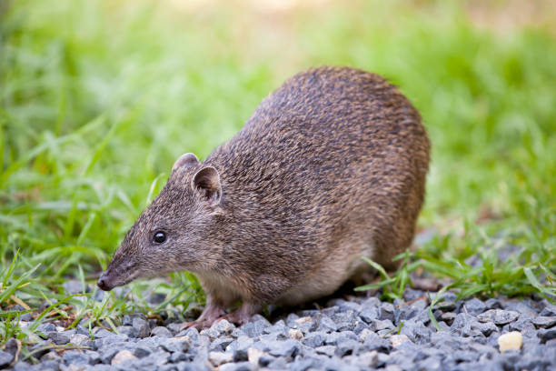 Southern Brown Bandicoot (Isoodon obesulus) stock photo