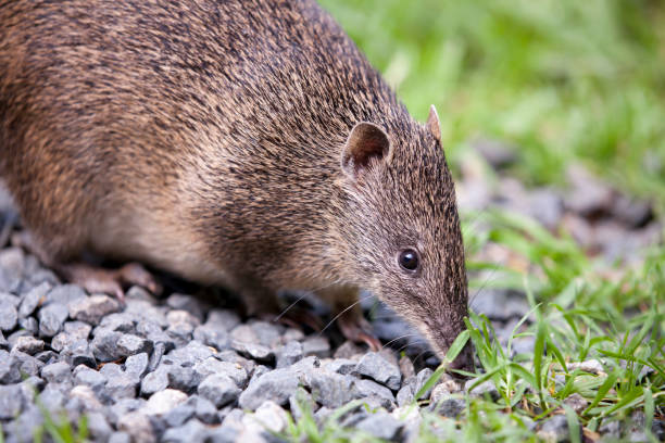 Southern Brown Bandicoot (Isoodon obesulus) stock photo