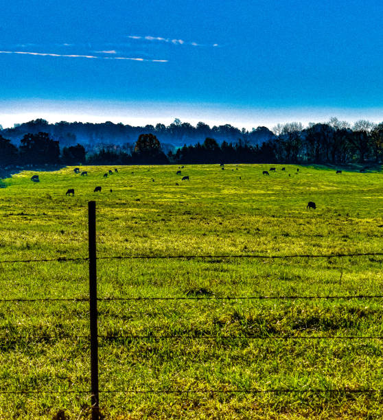 istock pasture with autumn sky 1185882510