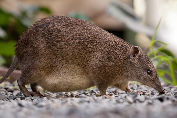 istock Southern Brown Bandicoot (Isoodon obesulus) 1185882618