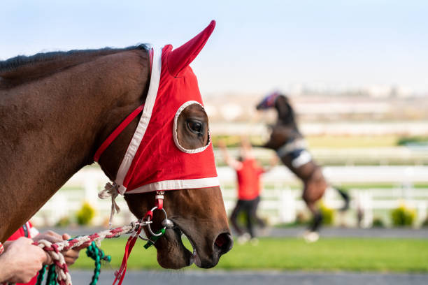 istock Horse preparing for the race 1185883310