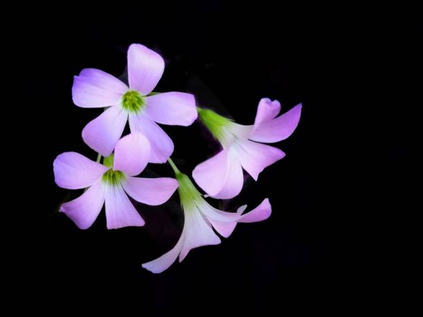 istock Purple flowers​ on black​ background 1185886645
