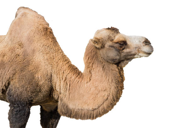 istock Portrait of a camel isolated on white background 1185888346