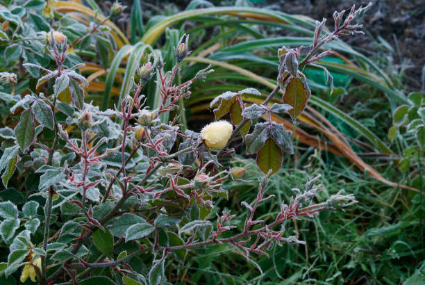istock early frosts 1185888354