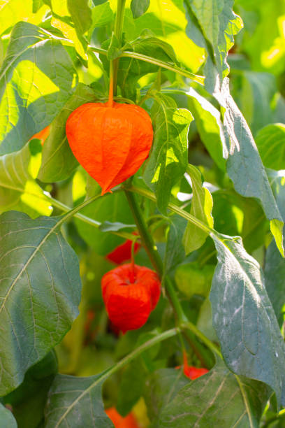 istock Orange physalis fruit hanging on a bush. Fresh natural physalis solanaceae 1185889663