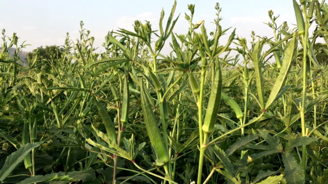 Okra Field