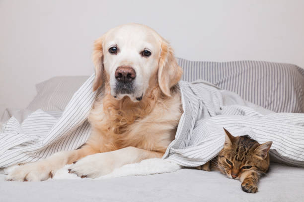 幸せな若いゴールデンレトリバー犬と居心地の良い格子の下でかわいい混合品種タビー猫。動物は寒い冬の天候で灰色と白い毛布の下で暖かくなります。ペットの友情。ペットケアコンセプ� - white domestic cat kitten young animal ストックフォトと画像