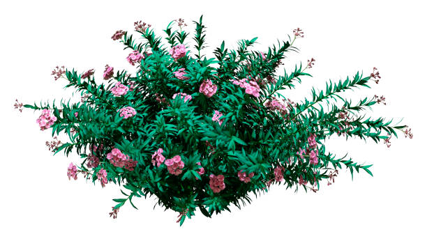 istock 3D illustration blooming nerium oleander on white 1185893574