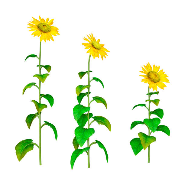 istock 3D illustration sunflower plants on white 1185893595