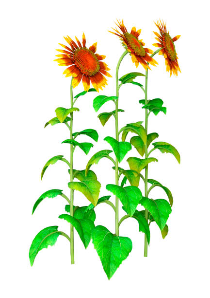 istock 3D illustration sunflower plants on white 1185893604